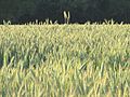 Wheat field in Arbigny