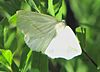 White Slant-line moth.jpg