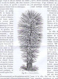Yucca filifera by B.Chabaud