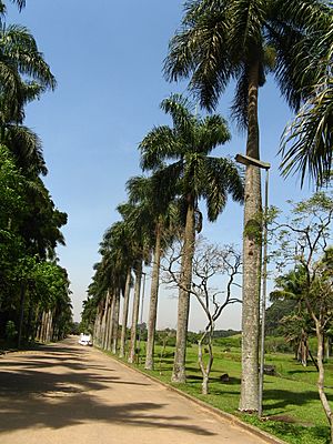 (Roystonea borinquena) palmeiras imperiais, sao paulo botanical garden Arboretum J Botanico Sao Paulo Brazil.jpg