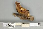 013605534 Ornithoptera meridionalis lateral pupa