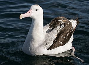 070226 wandering albatross off Kaikoura 3.jpg