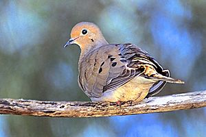 115 Mourning Dove