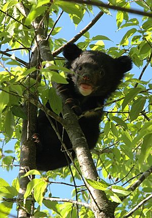 12-cub on tree