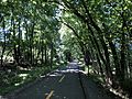 2018-08-23 12 25 30 View west along the Washington and Old Dominion Trail between North Maple Avenue and North Hatcher Avenue in Purcellville, Loudoun County, Virginia