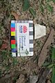 650053 Ceramic found on site of hospital residence and garden (EHP, 2017)