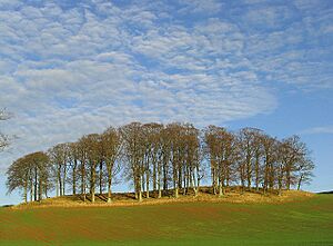 A small hardwood stand - geograph.org.uk - 631395