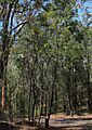 Acacia storyi habit