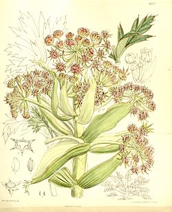 Aciphylla latifolia 137-8407