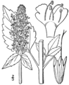 Agastache nepetoides drawing