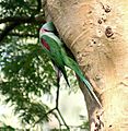 Alexandrine Parakeet- Male at nest I IMG 5867
