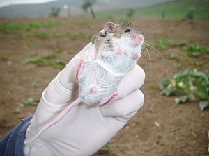 Algerian mouse 2010