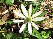 Anemone berlandieri imported from iNaturalist photo 6398484 on 9 January 2020