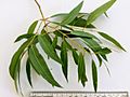 Angophora floribunda - adult leaves 01