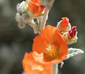 Apricot mallow flower closeup front