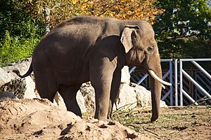 Asian Elephant at Chester Zoo 3