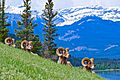 BIghorn sheep "chilling on the hill"