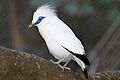 Bali starling hkg