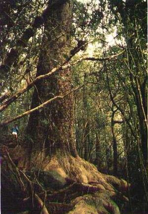 Big Puriri Vitex lucens