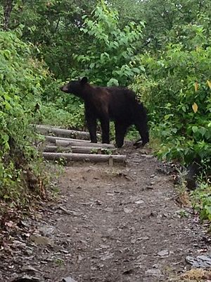 Black Bear in Cerro Chipinque