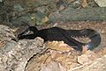 Black Kingsnake (Lampropeltis getula niger)