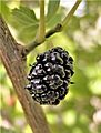 Black mulberry fruit (Morus nigra)