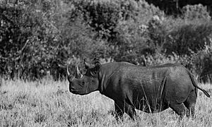 Black rhino maasai marai