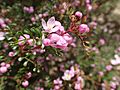 Boronia microphylla leaves and flowers (2)