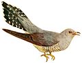 British birds in their haunts (Cuculus canorus)