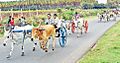 Bullock cart race, SukkangalPatti