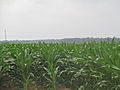 Burgeoning corn crop, East Carroll Parish, LA IMG 7378