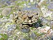California Toad (Bufo boreas halophilus) - Flickr - GregTheBusker (1).jpg
