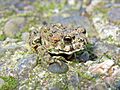 California Toad (Bufo boreas halophilus) - Flickr - GregTheBusker (1)