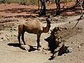 Camel at Wilbia
