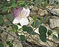 Capparis zoharyi 4