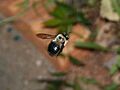Carpenterbee