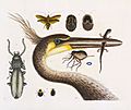 Catesby HeronSalamander