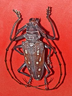 Cerambycidae - Batocera boisduvali-1.jpg