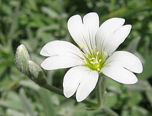 Cerastium tomentosum flower