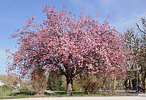 Cerisier du Japon Prunus serrulata
