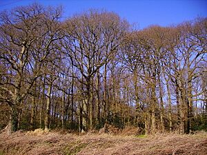 Chandlers Ford - Zionshill Copse - geograph.org.uk - 677810