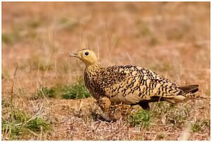 Chestnut-bellied-sandgrouse-famale