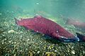 Chinook salmon 01