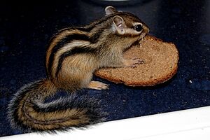 Chipmunk bread