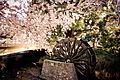 Christchurch cherry blossoms and water wheel