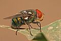 Chrysomya megacephala male