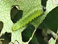 Cladius difformis larva