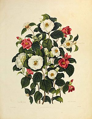 Clara-Pope camellia-plate