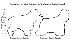 Cocker-Graph