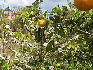 Coffee tree and orange trees, multicroping in Maricao, Puerto Rico. (5662136142)